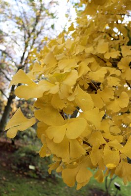 Ginkgo biloba 'Mariken' - jinan dvoujlaločný - listy podzim